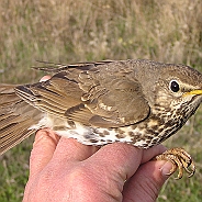 Song Thrush